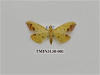 藏品(螟蛾250)的圖片